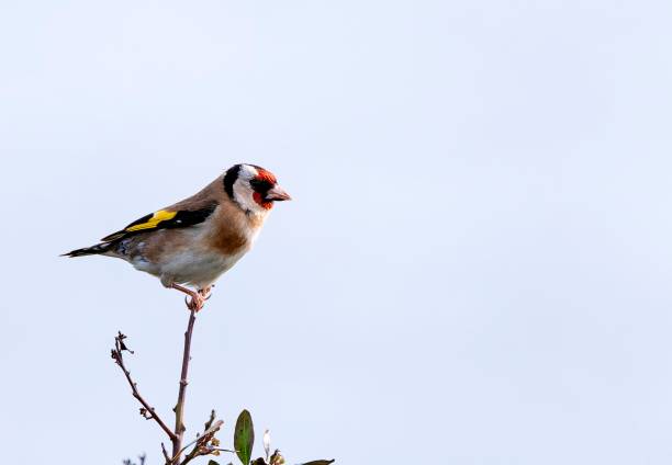 istock European goldfinch perched on a branch on white background. 2120091542