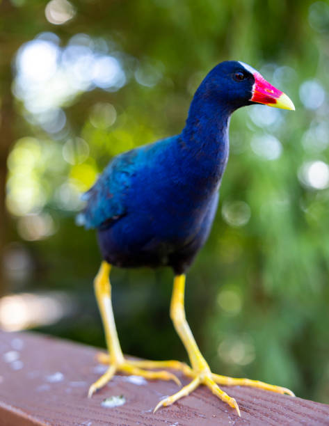 istock American Purple Gallinule 2120096951