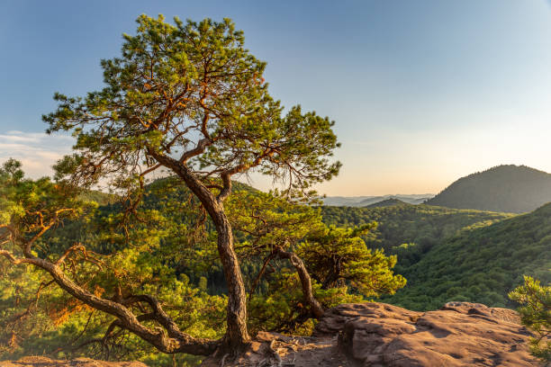 istock Pine Tree Growing on Rock Slevogtfelsen with View of Palatinate Forest during Sunset, Rhineland-Palatinate, Germany 2120098657