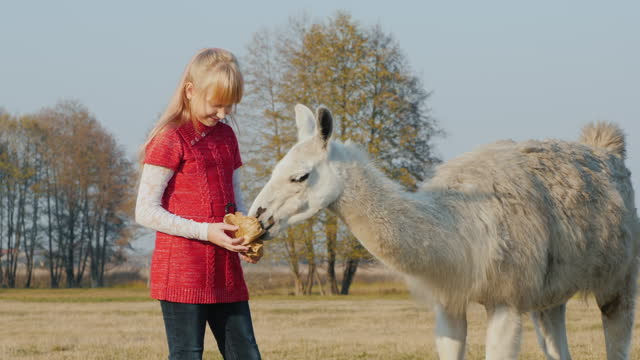 The girl treats alpaca with crackers. Communication of children and animals
