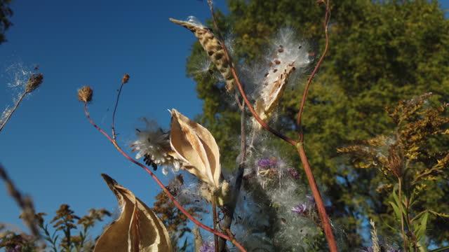 Close up of milkweed plant pods during seeding season