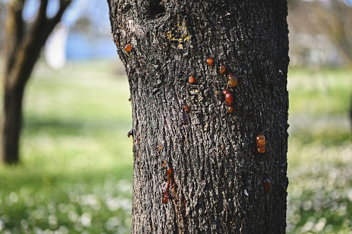 Resin on a tree trunk.