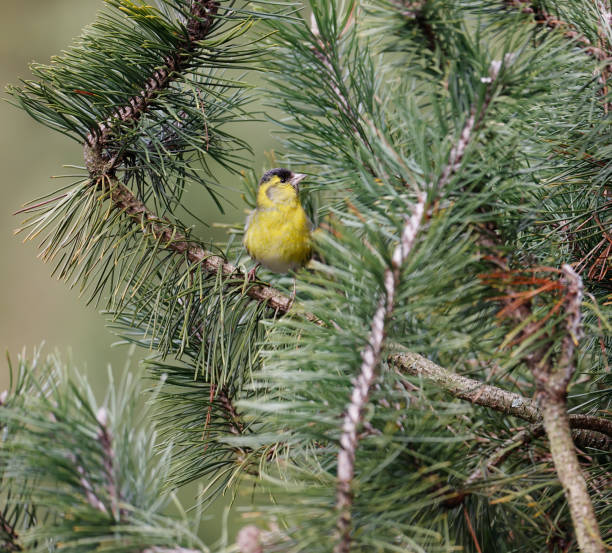 istock Eurasian Siskin (Carduelis spinus) Male 2120123344