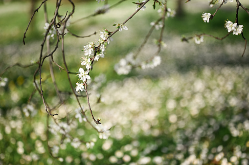Spring blossom background.