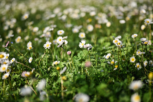 Field of spring marguerites.