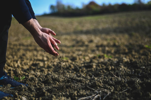 istock Farmer holding soil close up. 2120127549