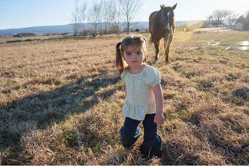 Cute Two Year Old Girl Leads a Quarter Horse Bay Mare in a Grassy Field at a Family Farm at Dusk