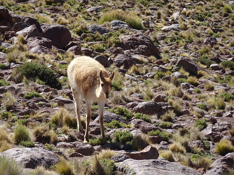 Vicuna, a wild lama of the altiplano, in chile