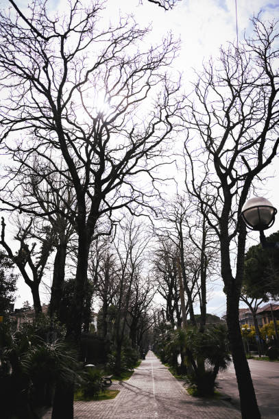 Way with bare trees in a city.