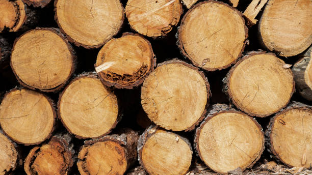 istock Stack of wooden stumps, tree trunks in cross-section texture wall wallpaper decor background - Wood storage, woods firewood hardwood timber forest long wide panorama banner pattern 2120157947
