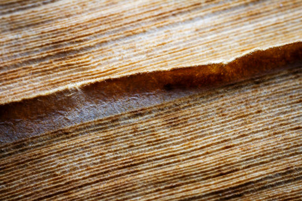 Extreme closeup of an old book from the side. Selective soft focus, shallow depth of field. Bibliophile, bookworm abstract background