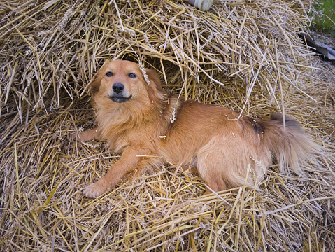 a funny cheerful dog is playing on a pile of straw