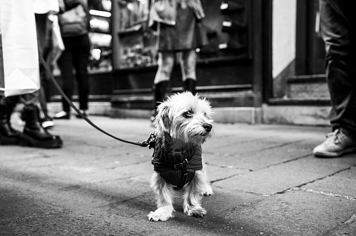 Little white terrier dog exploring the city streets, its gaze sharp amidst the urban hustle. Black and white capture contrasts the animal's innocence with the complexity of city life