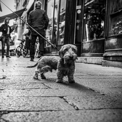Dachshund's Urban Adventure. A curious dog explores the bustling streets on a leash. Black and white tones highlight the textures of urban life. Street style.