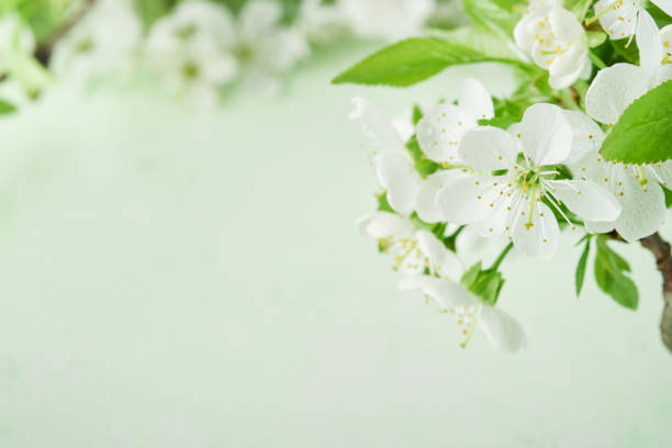 Passover blooming white apple or cherry blossom on green background. Happy Passover background. Spring Easter background. World environment day. Easter, Birthday, womens day holiday. Top view Mock up.