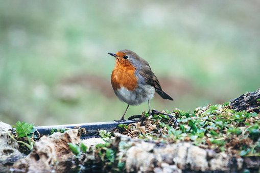 Robin in wintertime,Eifel,Germany.\nPlease see more than 1000 songbird pictures of my Portfolio.\nThank you!