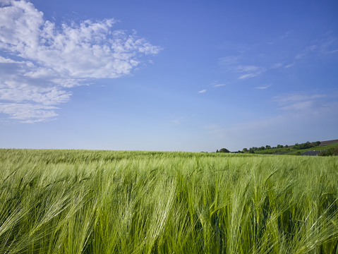 green barley, wheat grows in the field against the background of the blue sky in the morning
