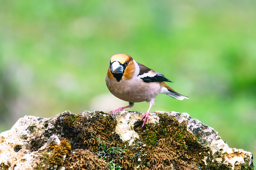 Wild bird hawfinch (Coccothraustes Coccothraustes) sitting on mossy tree stump. Wildlife scenery,