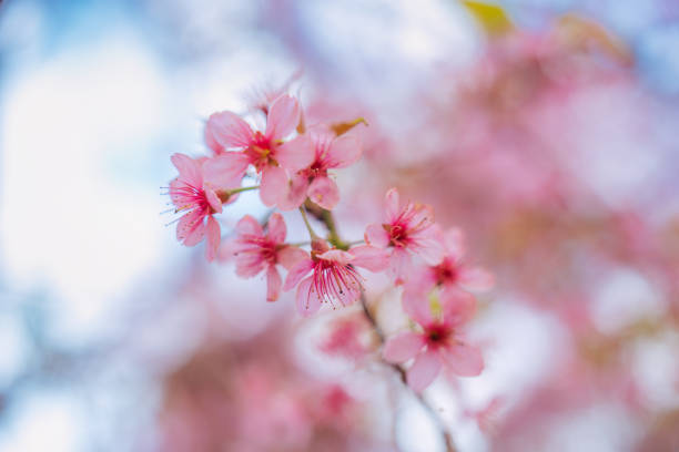 Beautiful Wild himalayan cherry tree or Prunus cerasoides with pink flower blooming in springtime on agriculture field at Phu Lom Lo, Phu Hin Rong Kla national park, Thailand