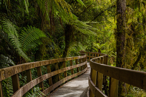 A winding boardwalk surrounded by lush, tropical foliage in New Zealand