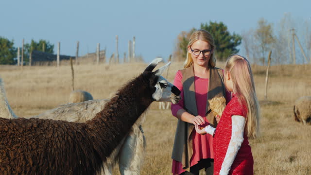 Woman with baby give treats to white and black alpaca