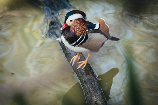 istock Birds in its natural dwelling 2120207210