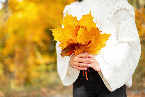 beautiful young girl in a fashionable white knitted sweater holds a fall bouquet of brightly colored yellow maple leaves and walks in an autumn park.