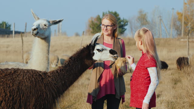 Woman with daughter feed two cute alpacas