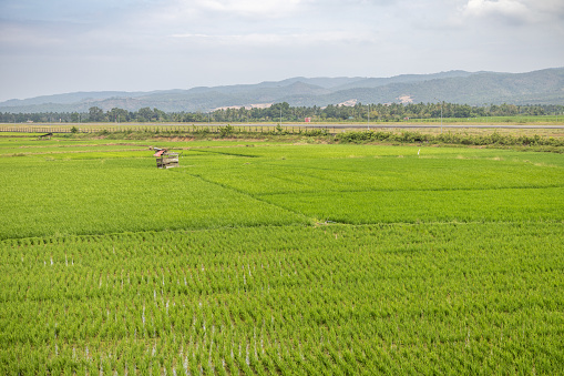 Lampoon, Thailand. February, 17-2017: The rice field in the countryside of Lampoon province was standing for harvest.