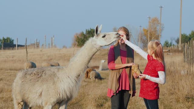 Mom and daughter walk in the park, feed cute alpacas