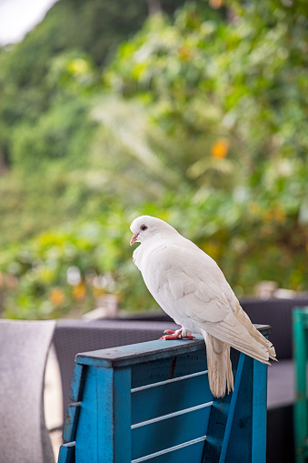 White pigeon sitting on backrest of a chair in a public park in the city of Sabang which in the main city on the island Weh north of Sumatra