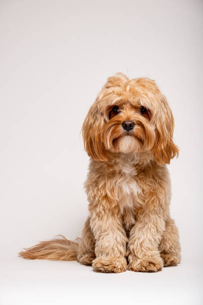 istock Poodle puppy dog 2120218305