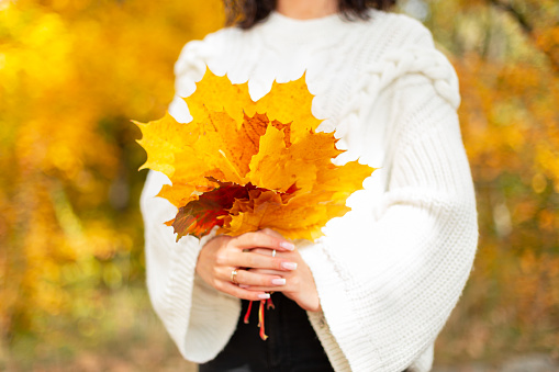Woman in a fashionable vintage knitted white sweater holds a beautiful bouquet of yellow autumn leaves in a golden autumn park