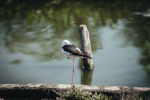 Birds in its natural dwelling