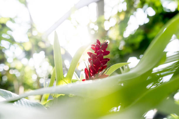 Greenhouse like a Jungle