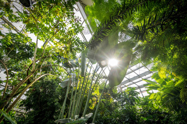 istock Greenhouse like a Jungle 2120226551