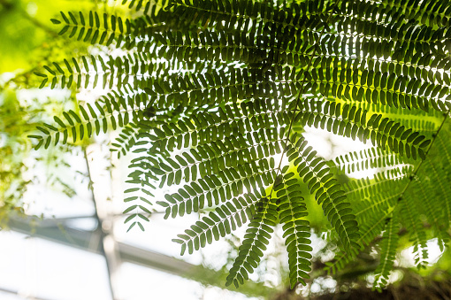Greenhouse like a Jungle