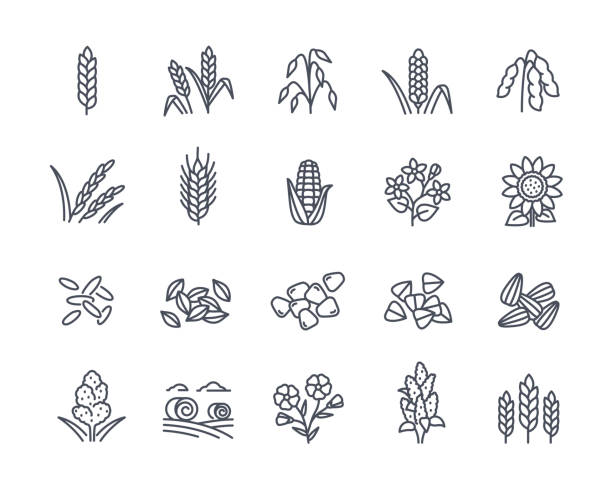 stockillustraties, clipart, cartoons en iconen met vector set of cereals linear icons - rijst stapelvoedsel