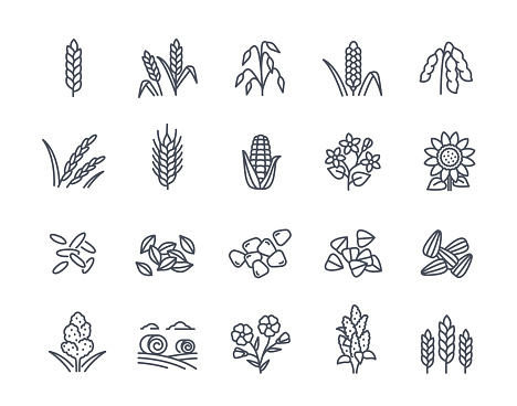 Set of cereals linear icons. Editable Stroke Signs. Ears of wheat, millet, buckwheat, rice, proso and barley. Agriculture and farming. Outline simple vector collection isolated on white background
