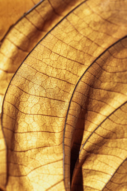 istock Autumn Dried leaf close up with natural veins pattern, brown leaf as nature background. Trend botanical design backdrop, environment pattern, fall seasonal still life macro trend, soft focus 2120235333