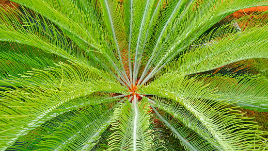 Background of beautiful Sago Cycad or Cycas revoluta Thunb leaves are growing in botanical garden, close up and high angle view