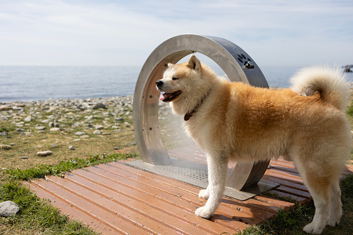 portrait of akita taking a fresh shower on the beach line to clean himself of sand and salt - dog friendly beaches