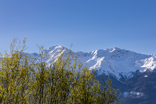 Snowcapped mountain range in the Italian Alps with willow in foreground