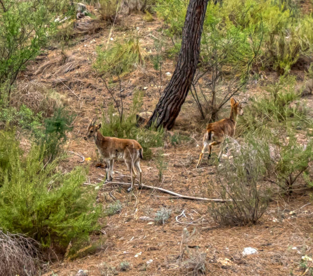 istock capreolus deer hiding in the Mediterranean forest 2120265496