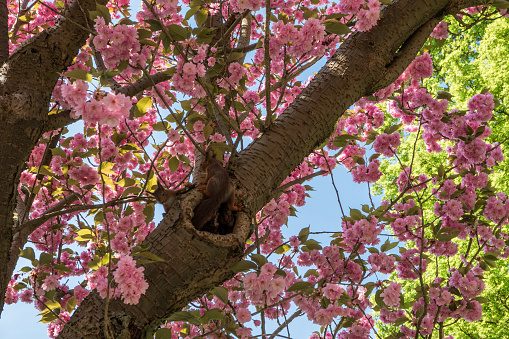 A gray squirrel eats berries in a shrub of Viburnum obier.