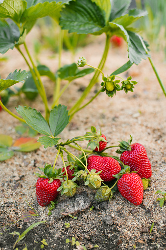 Fresh organic ripe red strawberries grow on a bush in the garden. Without chemicals and nitrates