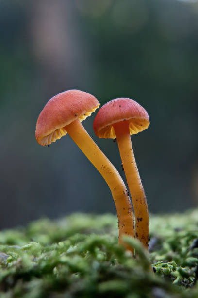 istock Mushroom macro photography 2120275751