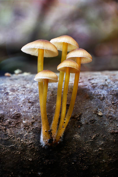 istock Mushroom macro photography 2120278429