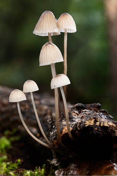 istock Mushroom macro photography 2120283970