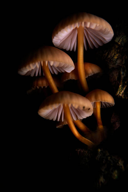 istock Mushroom macro photography 2120286144